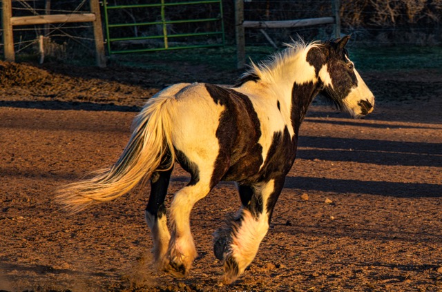 Horses at Buffalo Woman Ranch in Colorado