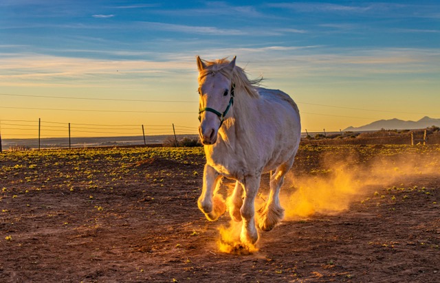 Horses gathering