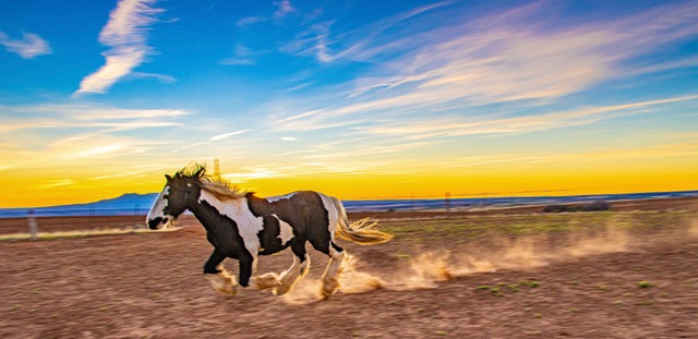 Sage lands